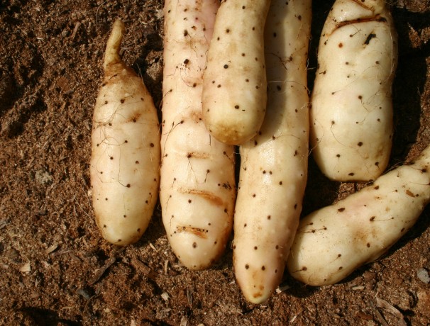 Chinese Mountain Yam Roots